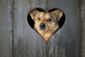 Finding the Best Pet Fencing for Southern Colorado Pet Owners